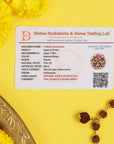 Divine Hindu Golden Cap 5-Mukhi Rudraksha Bracelet – Lab Certified